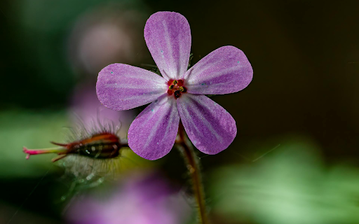 purple five petal flower from Chrome web store to be run with OffiDocs Chromium online purple five petal flower from Chrome web store to be run with OffiDocs Chromium online