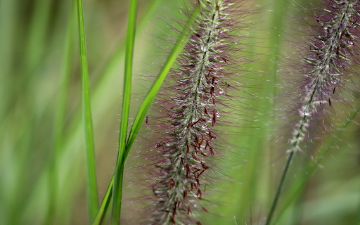 Purple foxtail grass from Chrome web store to be run with OffiDocs Chromium online Purple foxtail grass from Chrome web store to be run with OffiDocs Chromium online