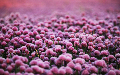 Purple heart flower garden from Chrome web store to be run with OffiDocs Chromium online Purple heart flower garden from Chrome web store to be run with OffiDocs Chromium online
