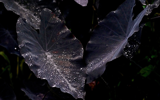 Purple potatoes and rainwater from Chrome web store to be run with OffiDocs Chromium online Purple potatoes and rainwater from Chrome web store to be run with OffiDocs Chromium online