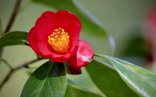 Red Camellia with Yellow Stamen from Chrome web store to be run with OffiDocs Chromium online Red Camellia with Yellow Stamen from Chrome web store to be run with OffiDocs Chromium online