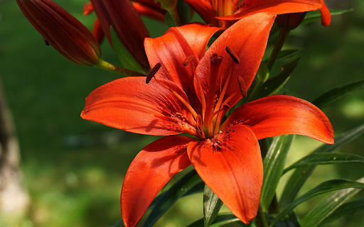 Red orange lilies from Chrome web store to be run with OffiDocs Chromium online Red orange lilies from Chrome web store to be run with OffiDocs Chromium online