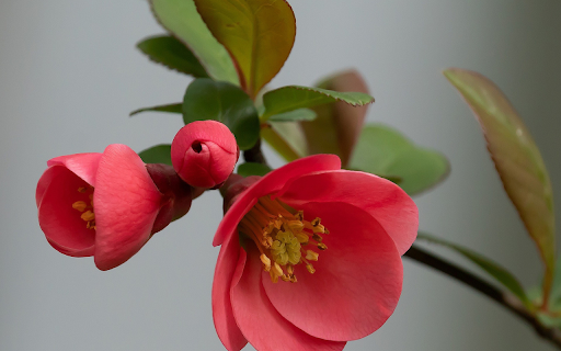 Red rose branch from Chrome web store to be run with OffiDocs Chromium online Red rose branch from Chrome web store to be run with OffiDocs Chromium online
