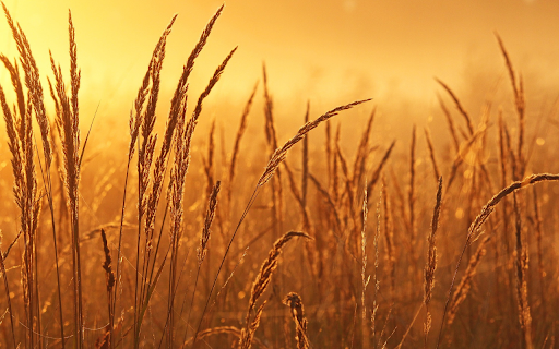 Reed field from Chrome web store to be run with OffiDocs Chromium online Reed field from Chrome web store to be run with OffiDocs Chromium online