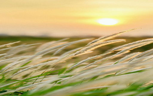 Reed flower wallpaper from Chrome web store to be run with OffiDocs Chromium online Reed flower wallpaper from Chrome web store to be run with OffiDocs Chromium online