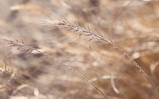 Reeds flowers from Chrome web store to be run with OffiDocs Chromium online Reeds flowers from Chrome web store to be run with OffiDocs Chromium online