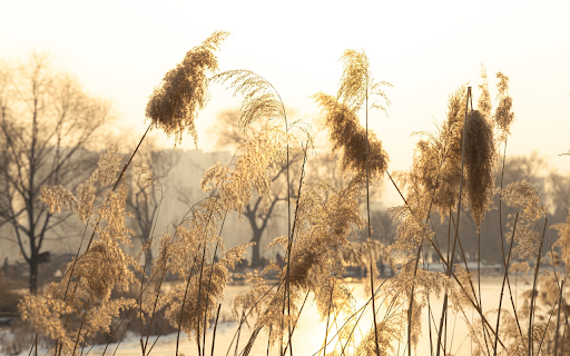 Reeds hang down by the river from Chrome web store to be run with OffiDocs Chromium online Reeds hang down by the river from Chrome web store to be run with OffiDocs Chromium online