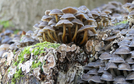 Rotten wood and fungus from Chrome web store to be run with OffiDocs Chromium online Rotten wood and fungus from Chrome web store to be run with OffiDocs Chromium online