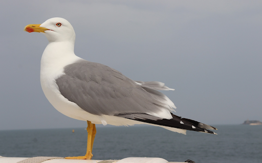 Sea bird from Chrome web store to be run with OffiDocs Chromium online Sea bird from Chrome web store to be run with OffiDocs Chromium online