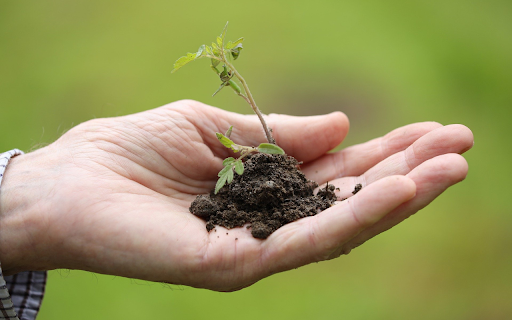 Seedlings for breeding from Chrome web store to be run with OffiDocs Chromium online Seedlings for breeding from Chrome web store to be run with OffiDocs Chromium online
