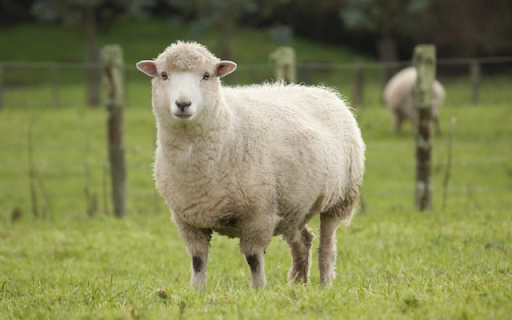 Sheep: The Gentle and Valuable Farm Animal from Chrome web store to be run with OffiDocs Chromium online Sheep: The Gentle and Valuable Farm Animal from Chrome web store to be run with OffiDocs Chromium online
