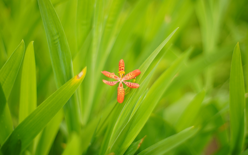 Six petal orange flower from Chrome web store to be run with OffiDocs Chromium online Six petal orange flower from Chrome web store to be run with OffiDocs Chromium online