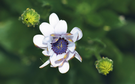 Sky blue pistil flower branch from Chrome web store to be run with OffiDocs Chromium online Sky blue pistil flower branch from Chrome web store to be run with OffiDocs Chromium online