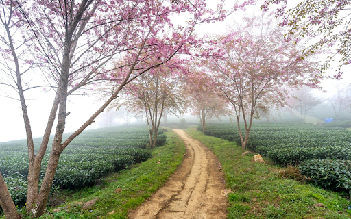 Small road full of flowers from Chrome web store to be run with OffiDocs Chromium online Small road full of flowers from Chrome web store to be run with OffiDocs Chromium online