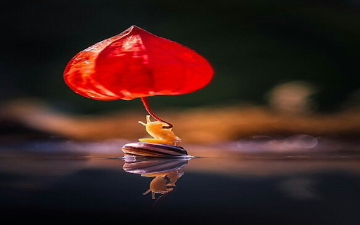 Small snail wallpaper from Chrome web store to be run with OffiDocs Chromium online Small snail wallpaper from Chrome web store to be run with OffiDocs Chromium online