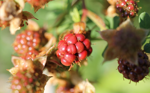 Small wild raspberries from Chrome web store to be run with OffiDocs Chromium online Small wild raspberries from Chrome web store to be run with OffiDocs Chromium online