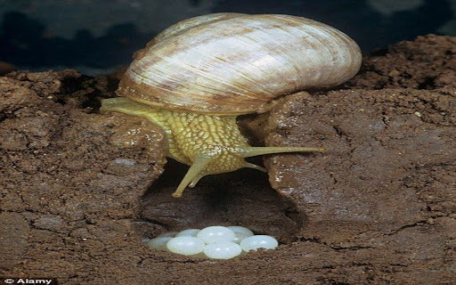 snail wallpaper from Chrome web store to be run with OffiDocs Chromium online snail wallpaper from Chrome web store to be run with OffiDocs Chromium online