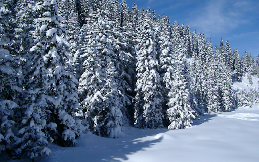 Snow covered Pine Trees from Chrome web store to be run with OffiDocs Chromium online Snow covered Pine Trees from Chrome web store to be run with OffiDocs Chromium online