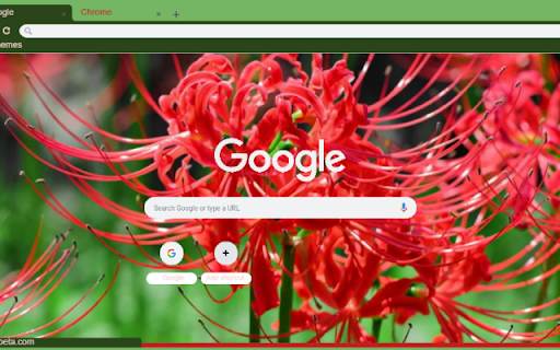 Spider Lily from Chrome web store to be run with OffiDocs Chromium online Spider Lily from Chrome web store to be run with OffiDocs Chromium online