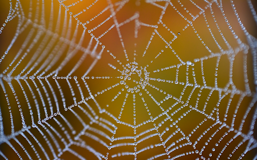 Spider nest from Chrome web store to be run with OffiDocs Chromium online Spider nest from Chrome web store to be run with OffiDocs Chromium online
