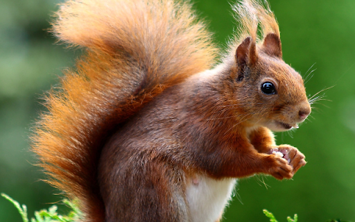 Squirrel from Chrome web store to be run with OffiDocs Chromium online Squirrel from Chrome web store to be run with OffiDocs Chromium online
