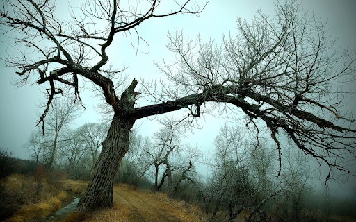 Stark Winter Tree from Chrome web store to be run with OffiDocs Chromium online Stark Winter Tree from Chrome web store to be run with OffiDocs Chromium online