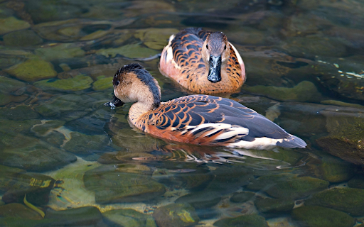 Stream ducks from Chrome web store to be run with OffiDocs Chromium online Stream ducks from Chrome web store to be run with OffiDocs Chromium online