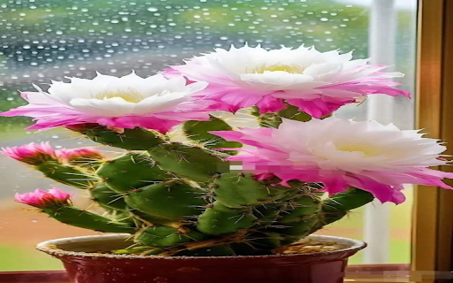 Stunningly beautiful cactus flower wallpaper from Chrome web store to be run with OffiDocs Chromium online Stunningly beautiful cactus flower wallpaper from Chrome web store to be run with OffiDocs Chromium online