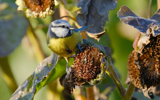 The bird eats seeds from Chrome web store to be run with OffiDocs Chromium online The bird eats seeds from Chrome web store to be run with OffiDocs Chromium online