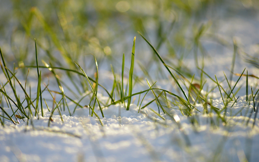 The blades of grass have strong vitality from Chrome web store to be run with OffiDocs Chromium online The blades of grass have strong vitality from Chrome web store to be run with OffiDocs Chromium online