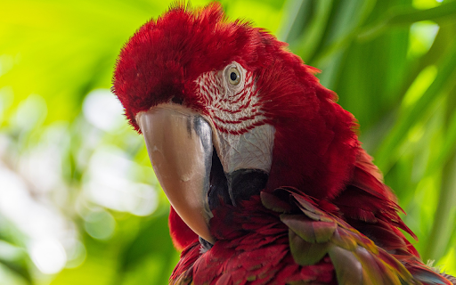 The burgundy parrot from Chrome web store to be run with OffiDocs Chromium online The burgundy parrot from Chrome web store to be run with OffiDocs Chromium online