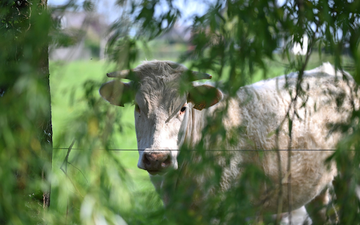 The Cow Behind the Willow from Chrome web store to be run with OffiDocs Chromium online The Cow Behind the Willow from Chrome web store to be run with OffiDocs Chromium online