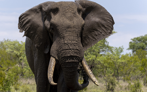 The elephant and the quagmire from Chrome web store to be run with OffiDocs Chromium online The elephant and the quagmire from Chrome web store to be run with OffiDocs Chromium online