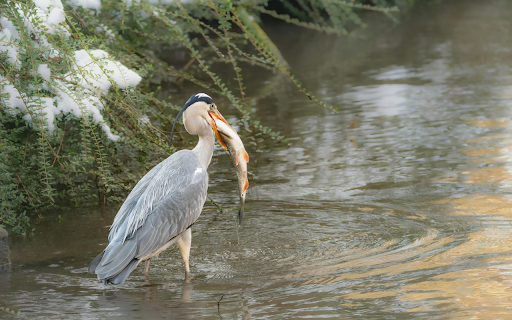 The Heron Hunts from Chrome web store to be run with OffiDocs Chromium online The Heron Hunts from Chrome web store to be run with OffiDocs Chromium online