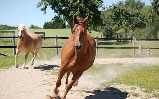 The horse galloped at lightning speed from Chrome web store to be run with OffiDocs Chromium online The horse galloped at lightning speed from Chrome web store to be run with OffiDocs Chromium online