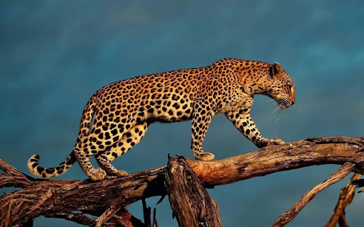 The Leopard: A Stealthy Shadow of the Wild from Chrome web store to be run with OffiDocs Chromium online The Leopard: A Stealthy Shadow of the Wild from Chrome web store to be run with OffiDocs Chromium online