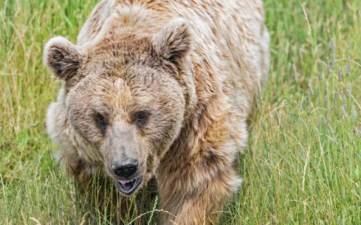 The Majestic Bear: King of the Wilderness from Chrome web store to be run with OffiDocs Chromium online The Majestic Bear: King of the Wilderness from Chrome web store to be run with OffiDocs Chromium online