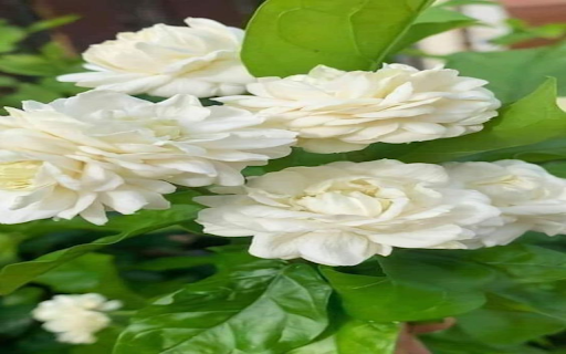 The most beautiful jasmine wallpaper from Chrome web store to be run with OffiDocs Chromium online The most beautiful jasmine wallpaper from Chrome web store to be run with OffiDocs Chromium online
