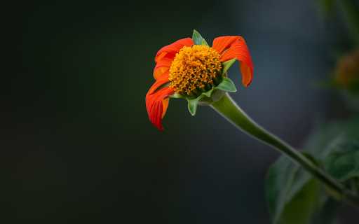 The orange flower lost its petals from Chrome web store to be run with OffiDocs Chromium online The orange flower lost its petals from Chrome web store to be run with OffiDocs Chromium online