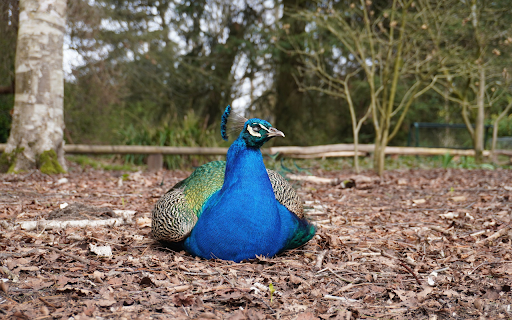 The peacock lies down to rest from Chrome web store to be run with OffiDocs Chromium online The peacock lies down to rest from Chrome web store to be run with OffiDocs Chromium online