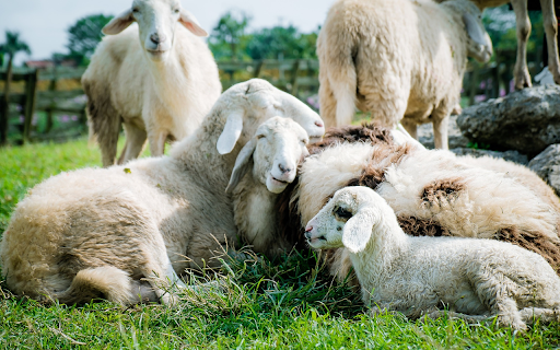 The sheep lie down to rest from Chrome web store to be run with OffiDocs Chromium online The sheep lie down to rest from Chrome web store to be run with OffiDocs Chromium online