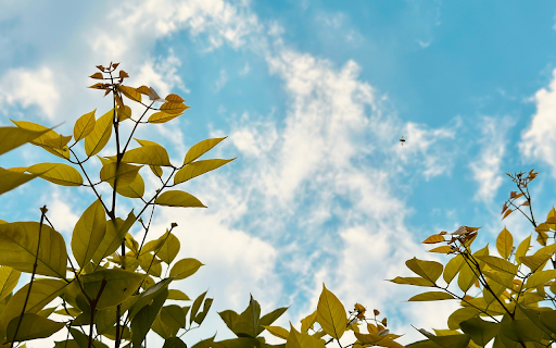 The sky is clear and high from Chrome web store to be run with OffiDocs Chromium online The sky is clear and high from Chrome web store to be run with OffiDocs Chromium online