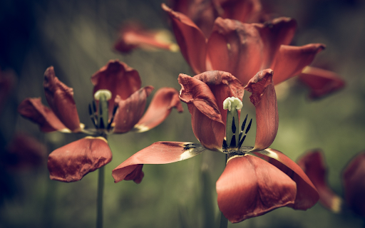 The tulips fade from Chrome web store to be run with OffiDocs Chromium online The tulips fade from Chrome web store to be run with OffiDocs Chromium online