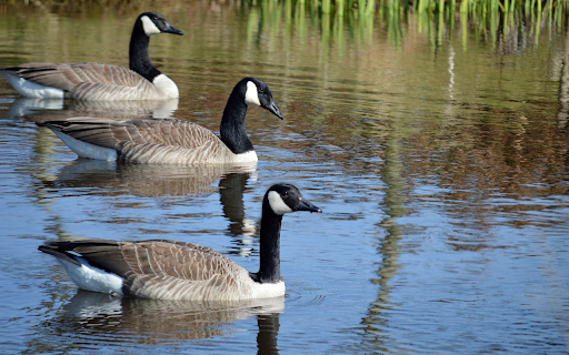 Three Geese in the Lake from Chrome web store to be run with OffiDocs Chromium online Three Geese in the Lake from Chrome web store to be run with OffiDocs Chromium online