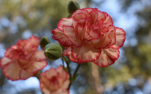 Threeorange yellow flowers from Chrome web store to be run with OffiDocs Chromium online Threeorange yellow flowers from Chrome web store to be run with OffiDocs Chromium online