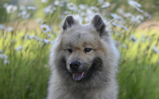 Tongue spotted dog from Chrome web store to be run with OffiDocs Chromium online Tongue spotted dog from Chrome web store to be run with OffiDocs Chromium online