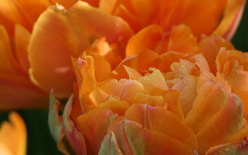 Tulip and Dewdrops from Chrome web store to be run with OffiDocs Chromium online Tulip and Dewdrops from Chrome web store to be run with OffiDocs Chromium online