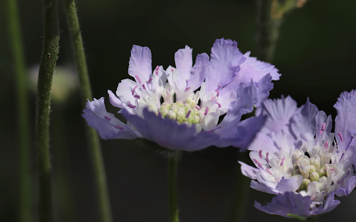 Two purple flowers from Chrome web store to be run with OffiDocs Chromium online Two purple flowers from Chrome web store to be run with OffiDocs Chromium online