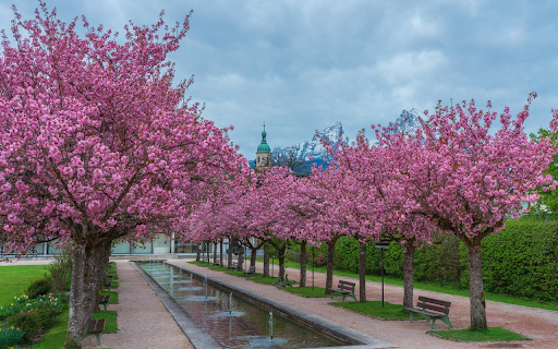 Two rows of flowers by a small lake from Chrome web store to be run with OffiDocs Chromium online Two rows of flowers by a small lake from Chrome web store to be run with OffiDocs Chromium online