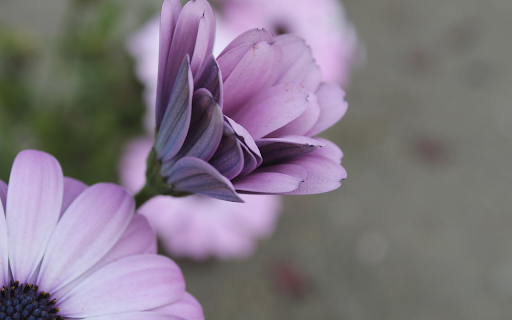 Unfurling Purple Daisy from Chrome web store to be run with OffiDocs Chromium online Unfurling Purple Daisy from Chrome web store to be run with OffiDocs Chromium online